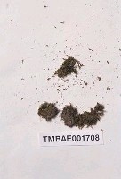 藏品(雲南毛灰苔)的圖片